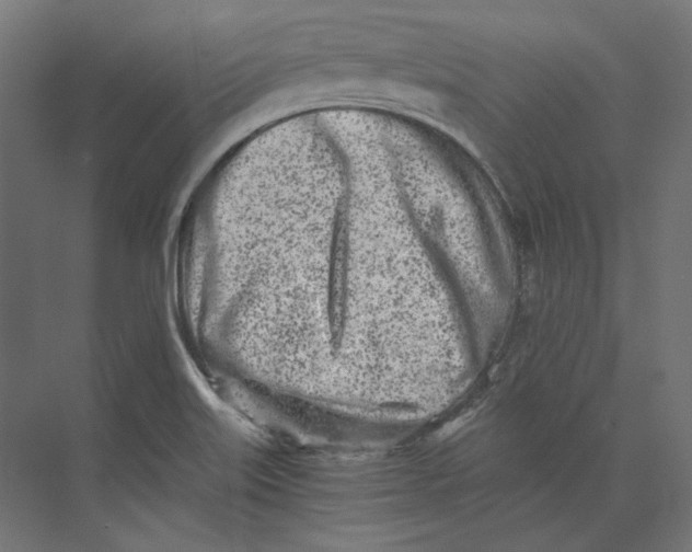 X0000073841515200609071527