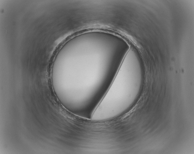 X0000073851264200608100954