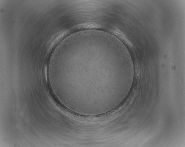 X0000073850014200608101237