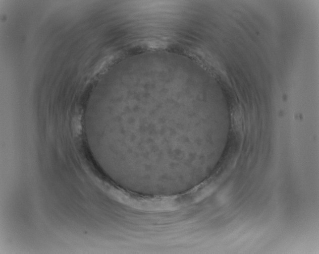 X0000073850032200608101236