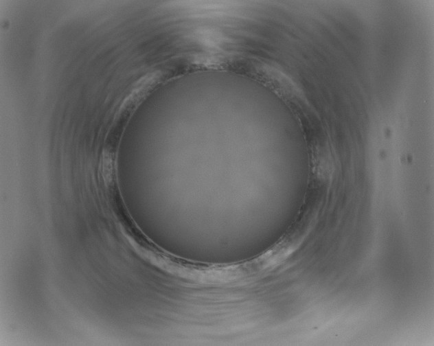 X0000073850036200608101236