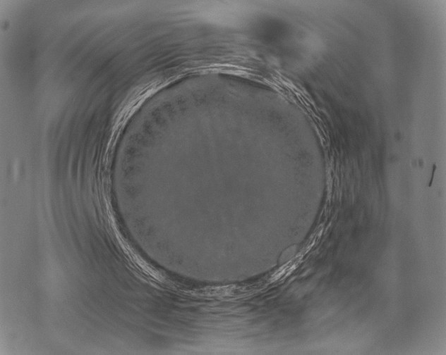 X0000073850049200608101235