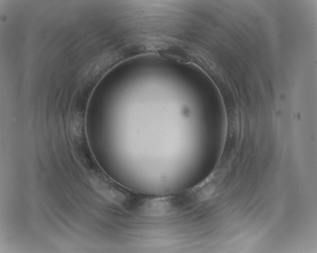 X0000073850078200608101236