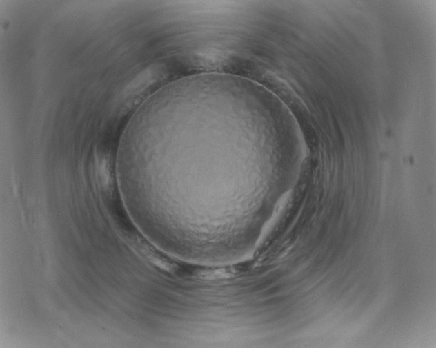 X0000073850131200608101235