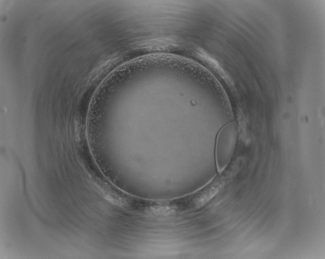 X0000073850161200608101234