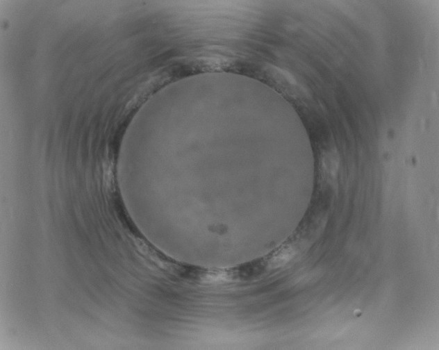 X0000073850177200608101234