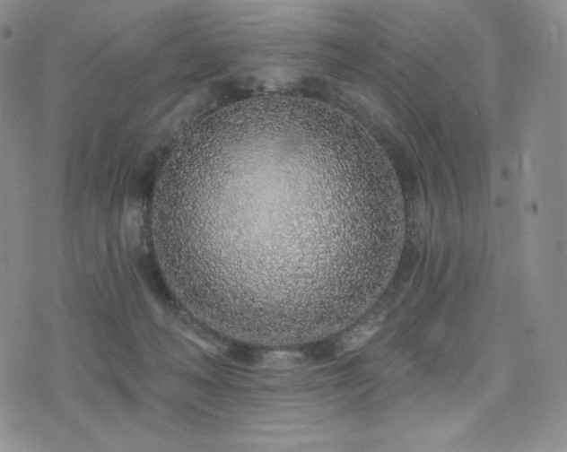 X0000073850222200608101233