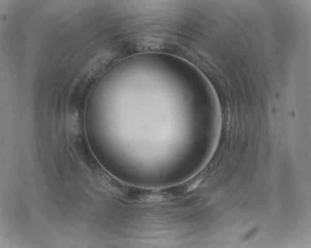 X0000073850224200608101233