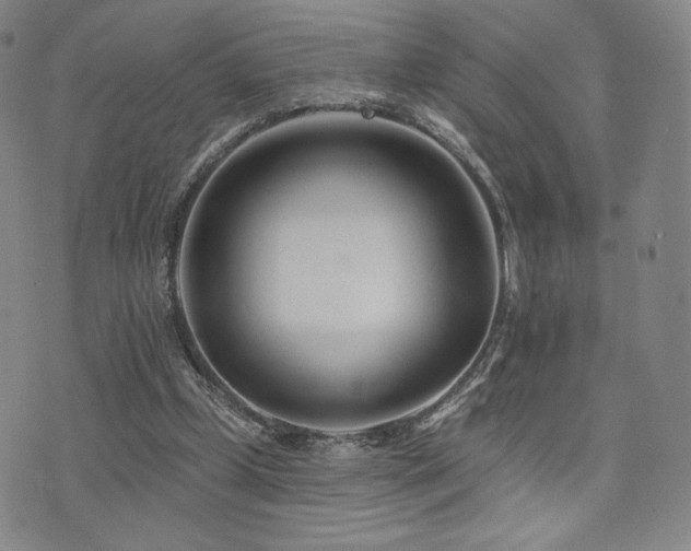 X0000073850249200608101232