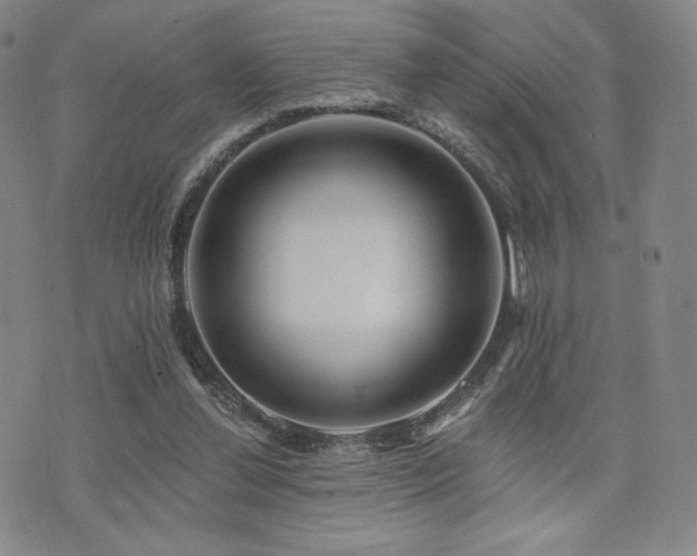 X0000073850252200608101232