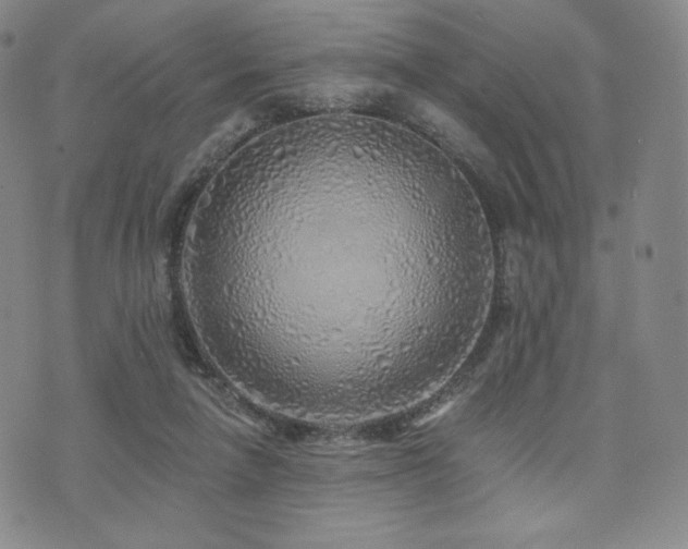 X0000073850258200608101232