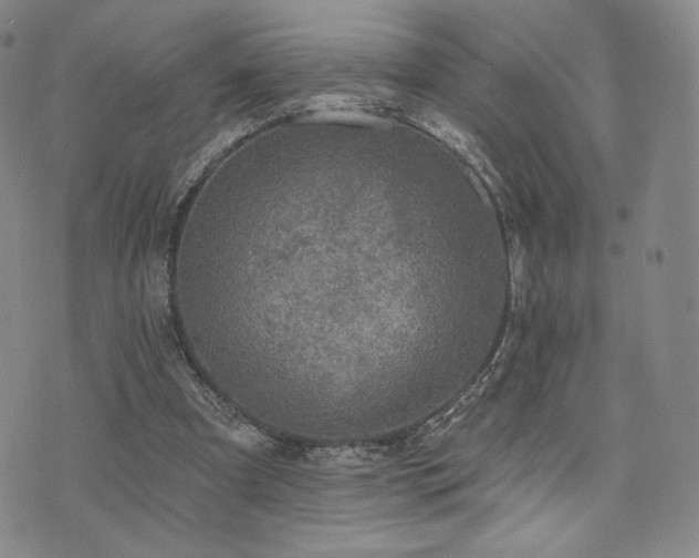 X0000073850297200608101232