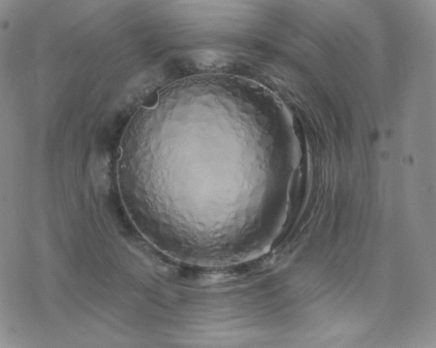 X0000073850319200608101232