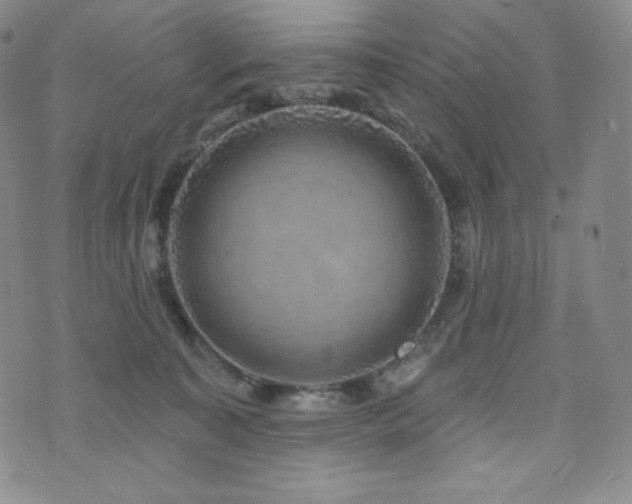 X0000073850323200608101232