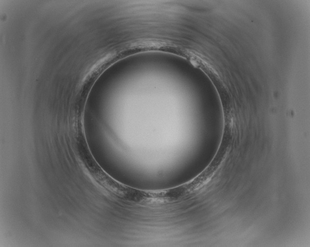 X0000073850352200608101231