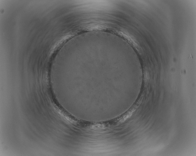 X0000073850353200608101231