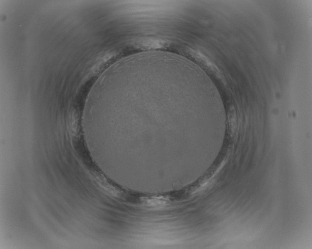 X0000073850359200608101231