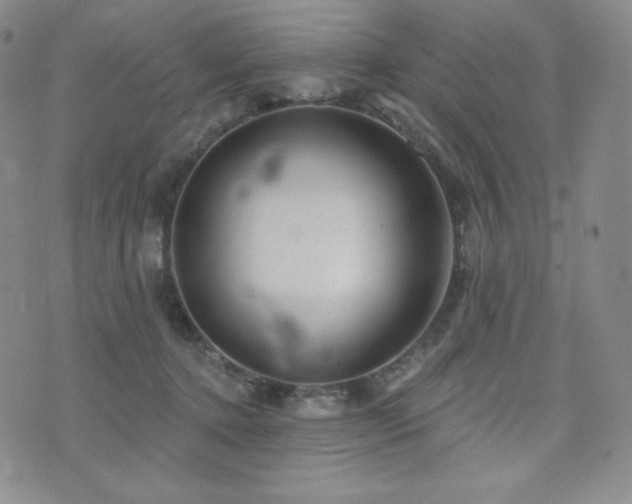 X0000073850368200608101231