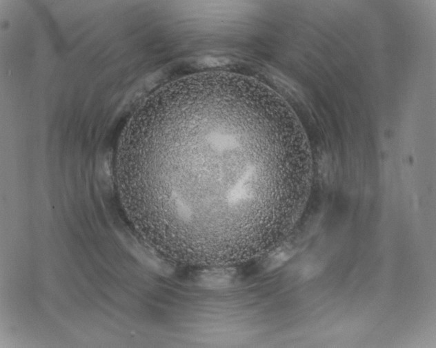 X0000073850373200608101231