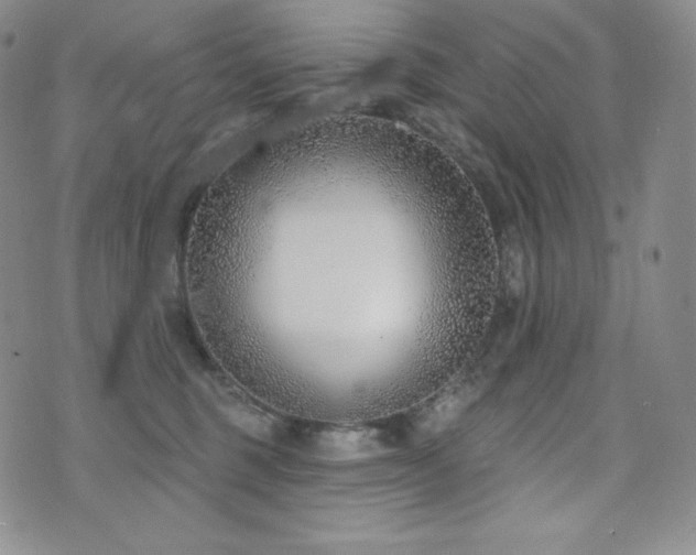 X0000073850375200608101231