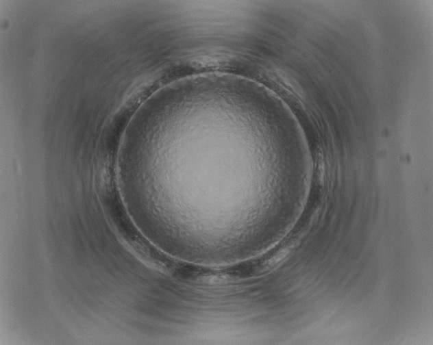 X0000073850408200608101230