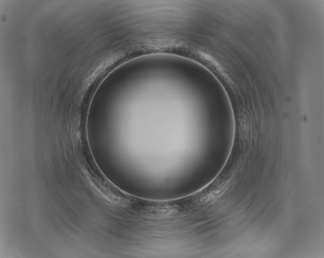 X0000073850443200608101229