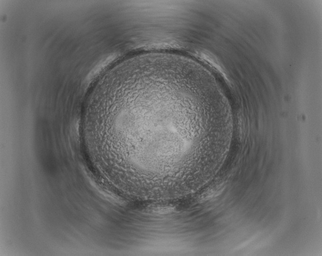 X0000073850491200608101229