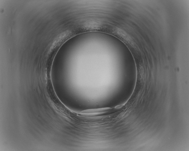 X0000073850494200608101229