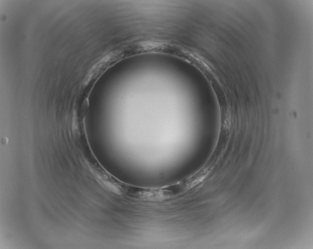 X0000073850524200608101228