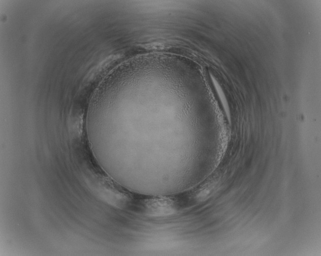X0000073850652200608101226