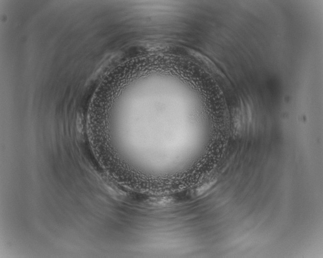 X0000073850667200608101227