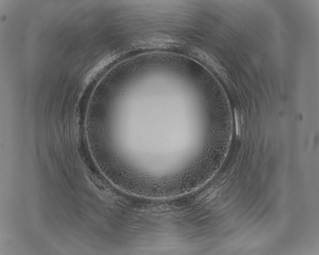 X0000073850675200608101226