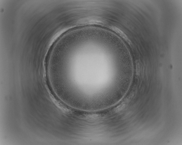 X0000073851031200608101220