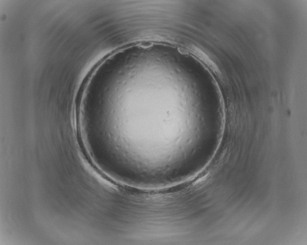 X0000073851084200608101219
