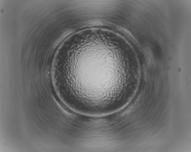 X0000073851225200608101217