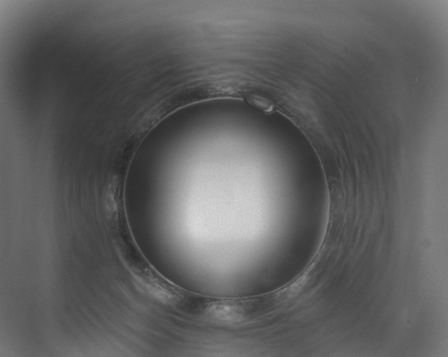 X0000073850174200608171042