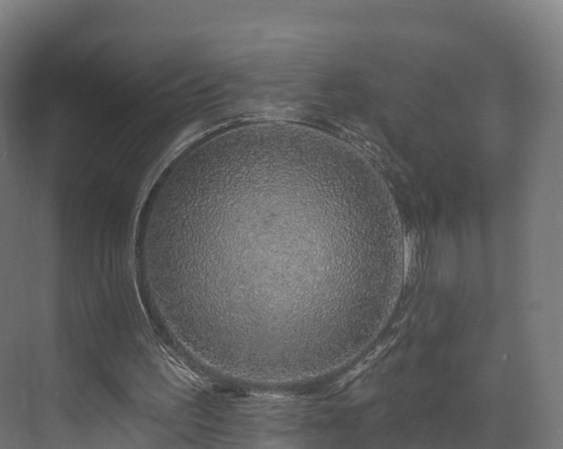 X0000073850195200608171041