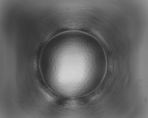 X0000073850259200608171040