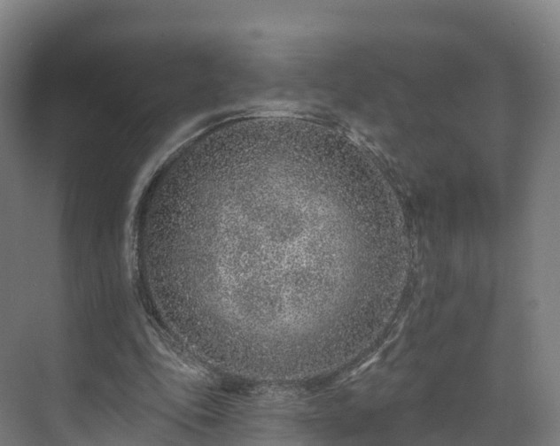 X0000073850343200608171038