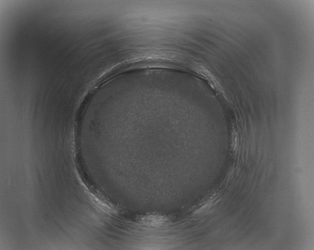 X0000073850444200608171037