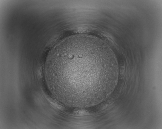 X0000073850503200608171036