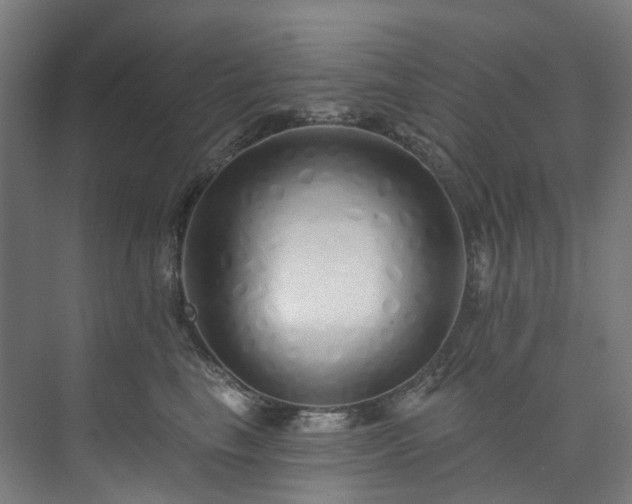 X0000073850665200608171034