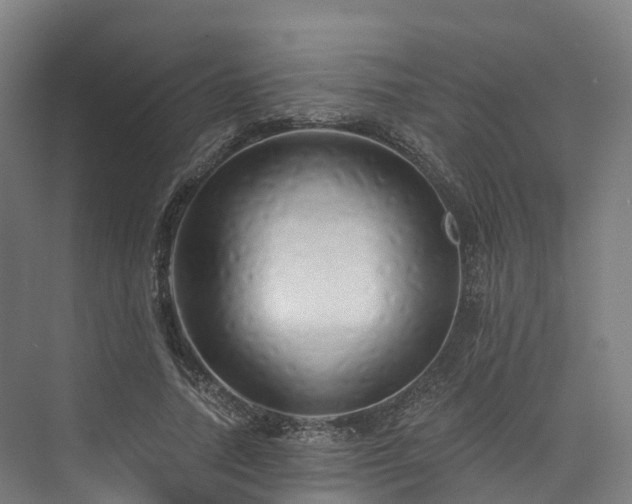 X0000073850738200608171032