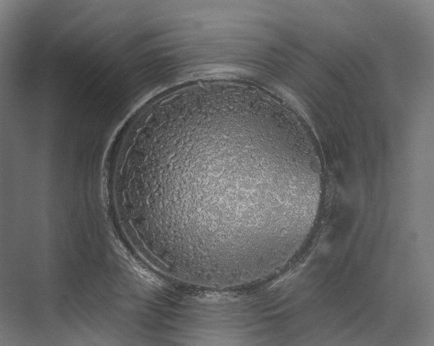 X0000073850835200608171030