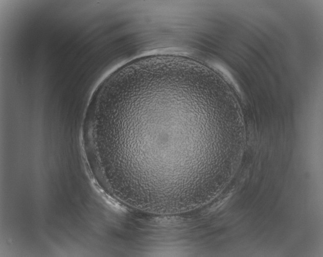 X0000073850952200608171029