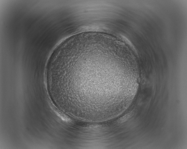 X0000073851035200608171027