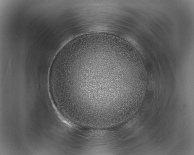 X0000073851039200608171027