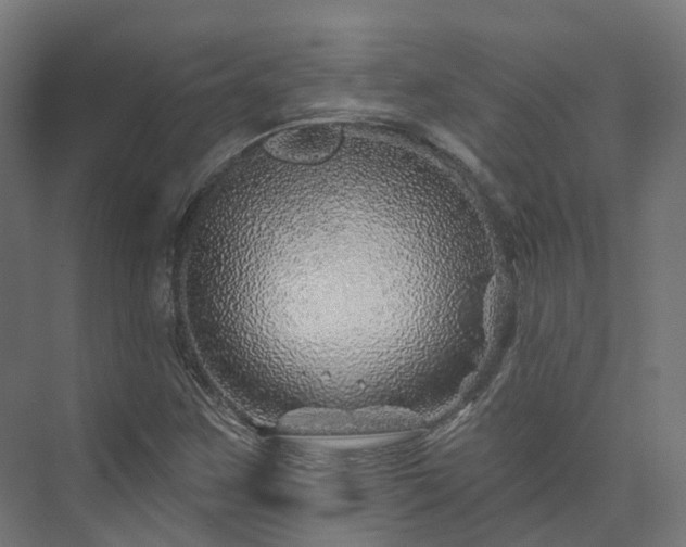 X0000073851259200608171023