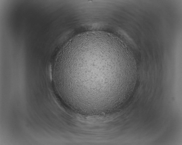 X0000073850022200608241054