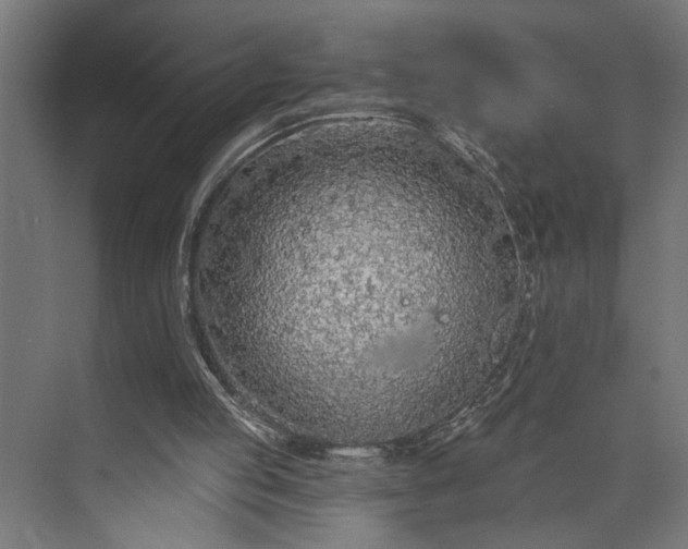 X0000073850053200608241053